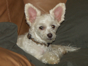 Powderpuff Chinese Crested