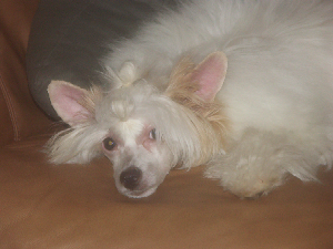 Powderpuff Chinese Crested