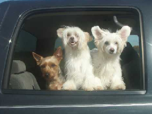 Powderpuff Chinese Crested