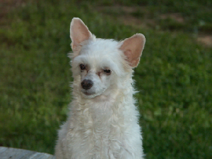 Powderpuff Chinese Crested