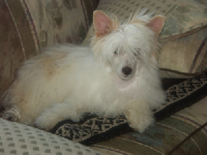 Powderpuff Chinese Crested