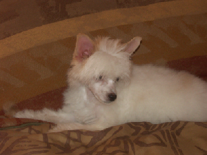 Powderpuff Chinese Crested