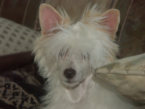 Powderpuff Chinese Crested