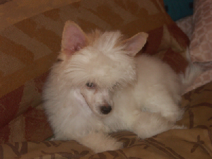 Powderpuff Chinese Crested