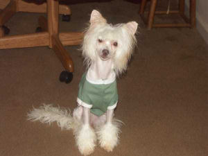 Powderpuff Chinese Crested