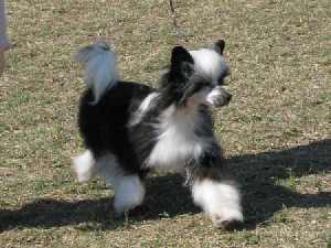 CH Belews Natural Heartbreaker