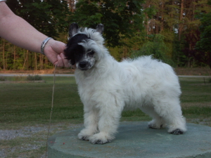 Powderpuff Chinese Crested