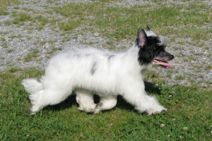 Powderpuff Chinese Crested