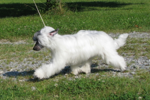 Powderpuff Chinese Crested