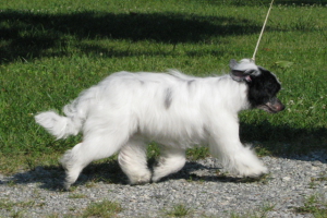 Powderpuff Chinese Crested