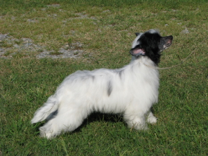 Powderpuff Chinese Crested