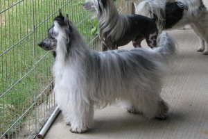 Powderpuff Chinese Crested