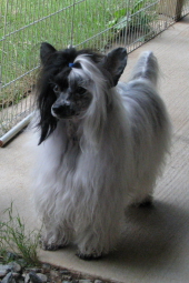 Powderpuff Chinese Crested