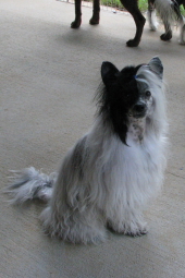 Powderpuff Chinese Crested