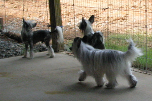 Powderpuff Chinese Crested