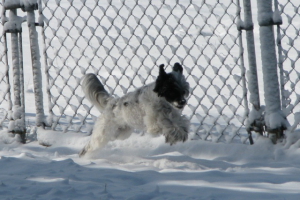 Powderpuff Chinese Crested
