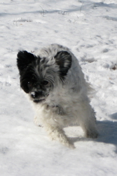 Powderpuff Chinese Crested