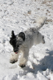 Powderpuff Chinese Crested