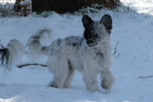 Powderpuff Chinese Crested
