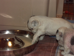 Powderpuff Chinese Crested