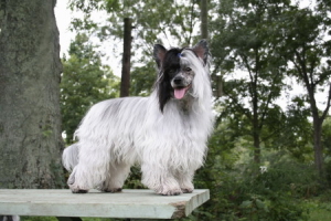 Powderpuff Chinese Crested