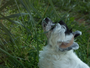 Powderpuff Chinese Crested