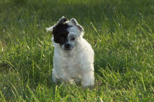 Powderpuff Chinese Crested
