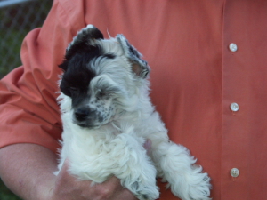 Powderpuff Chinese Crested