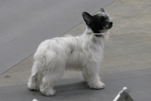 Powderpuff Chinese Crested