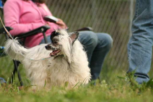 Powderpuff Chinese Crested