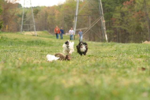 Powderpuff Chinese Crested