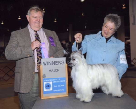 Powderpuff Chinese Crested