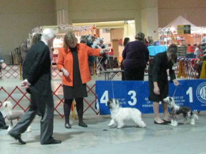Powderpuff Chinese Crested