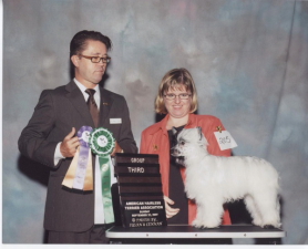 Powderpuff Chinese Crested