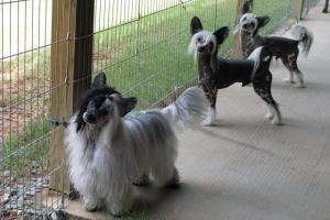 Powderpuff Chinese Crested