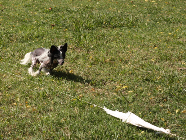 2011_10_01_FunDay_210.JPG