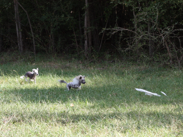 2011_10_01_FunDay_244.JPG