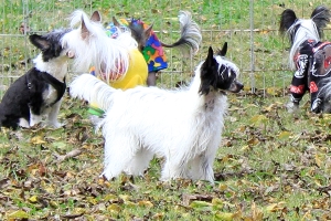 powderpuff chinese crested for sale