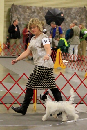 powderpuff chinese crested for sale