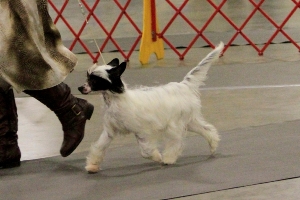 powder puff chinese crested for sale