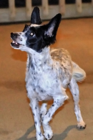 powder puff chinese crested for sale