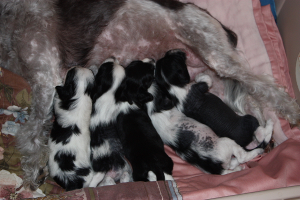 10-09-05-pups-01.JPG