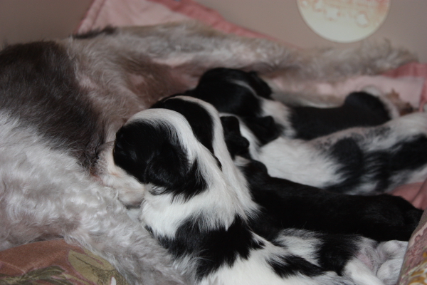 10-09-05-pups-02.JPG