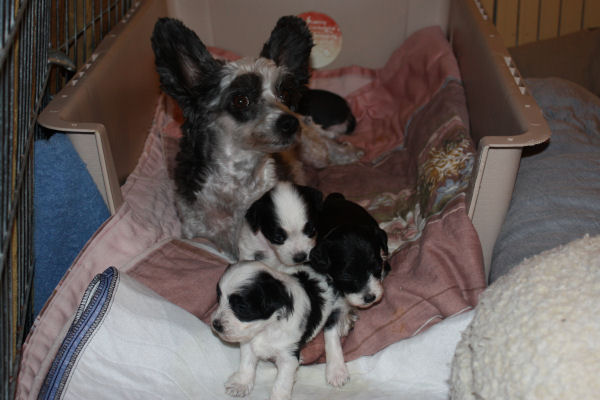 10-09-05-pups-04.JPG