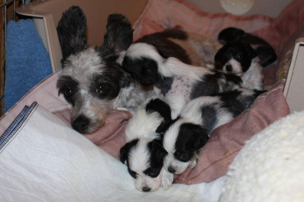 10-09-05-pups-05.JPG