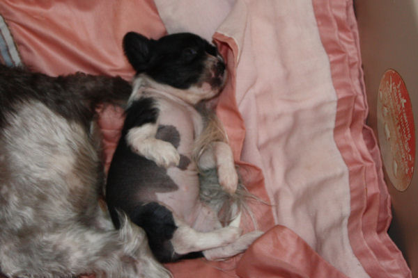 10-09-05-pups-06.JPG