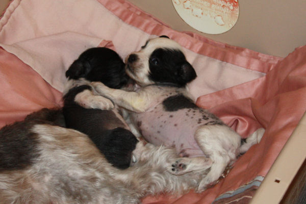 10-09-05-pups-07.JPG