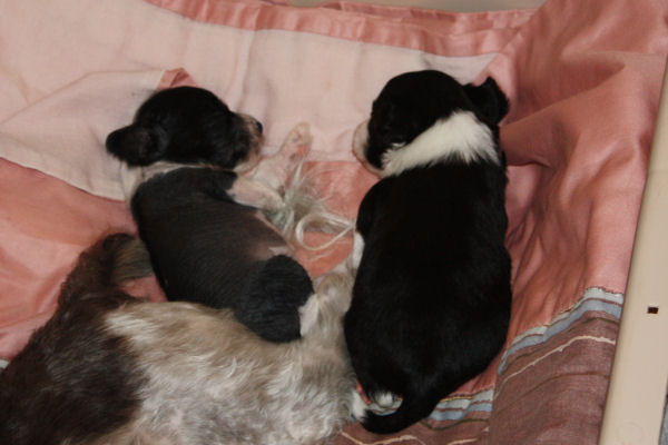 10-09-05-pups-08.JPG
