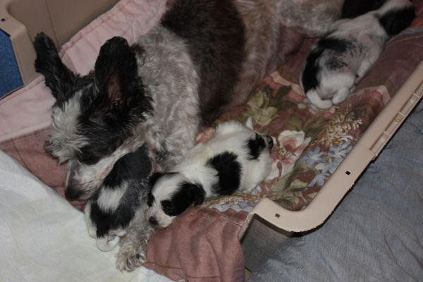 10-09-05-pups-09.JPG