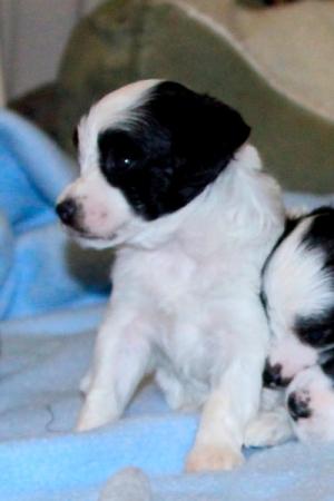 Chinese Crested Puppy Pictures